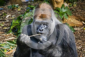 Silverback Gorilla eating out of a kong