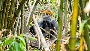 Silverback Gorilla Hidden in a Dense Bamboo Jungle