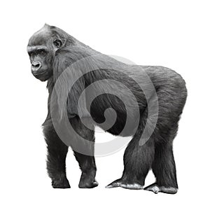 Silverback gorilla isolated on white