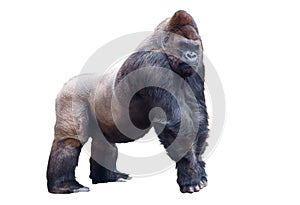 Silverback Gorilla isolated on white background