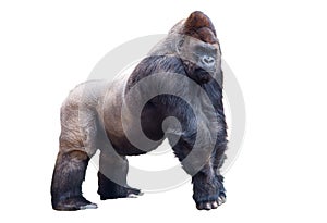 Silverback Gorilla isolated on white background photo