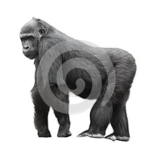 Gorila en blanco 