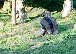 Silverback Gorilla at Jersey wildlife preservation trust