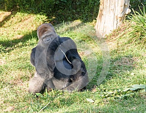 Silverback Gorilla at Jersey wildlife preservation trust