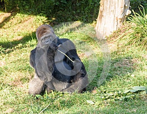 Silverback Gorilla at Jersey wildlife preservation trust
