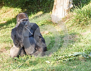 Silverback Gorilla at Jersey wildlife preservation trust