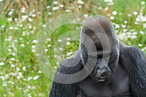 Silverback Gorilla looking sad