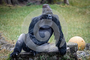 Silverback Gorilla lounges at the San Francisco Zoo