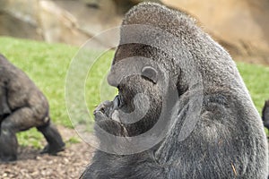 Silverback gorilla male ape monkey portrait
