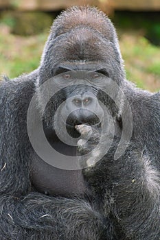 Silverback Gorilla portrait