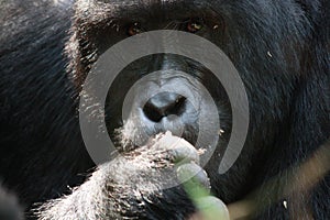 Silverback gorilla portrait