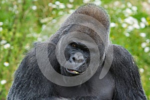 Silverback Gorilla portrait photo