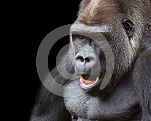 Silverback Gorilla portrait