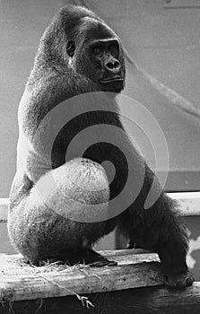 Silverback Gorilla Posing B/W