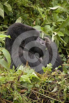 Silverback Gorilla in Rwanda photo