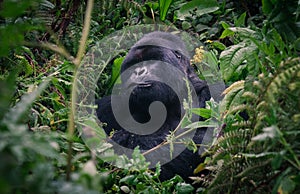Silverback gorilla of Rwanda rainforest