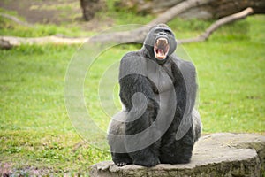 Silverback gorilla showing teeth