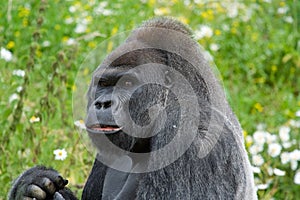 Silverback Gorilla sideways look