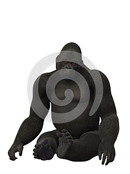 Silverback gorilla sitting, ape isolated on white