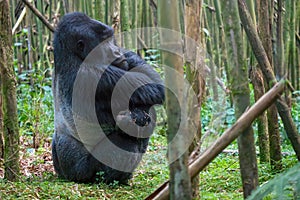 A silverback gorilla sitting on his haunches in a bamboo forest in Rwanda.