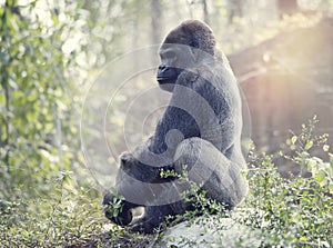 Silverback Gorilla