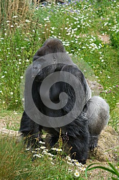 Silverback Gorilla standing