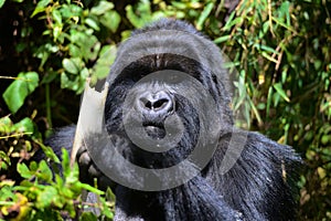 Silverback Gorilla takes time for some bamboo in Rwanda.