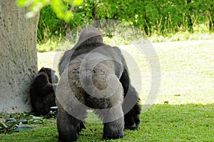 Silverback gorilla walking to female