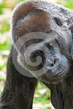 Silverback Guerrilla Close up