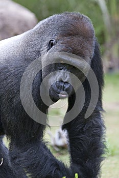 Silverback Lowland Gorilla