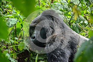Silverback Mountain gorilla close up