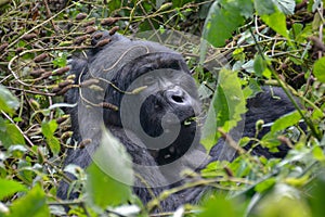 Silverback Mountain gorilla close up while snacking