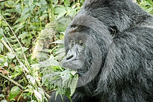 Silverback Mountain gorilla eating leaves.