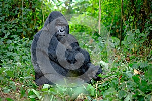 Silverback mountain gorilla looking intently into camera.