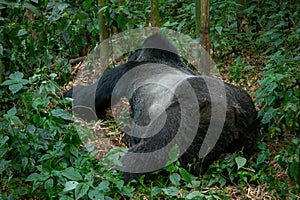 Silverback mountain gorilla markings, in Volcanoes National Park, Rwanda.