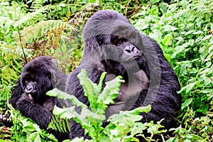 Silverback mountain gorilla with one of his females