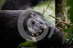 A silverback mountain gorilla in a rainforest in Rwanda