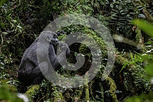 A silverback mountain gorilla in a rainforest in Rwanda