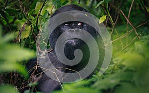Silverback mountain gorilla in Rwanda rainforest photo