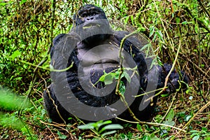 Silverback mountain gorilla sitting in the forest