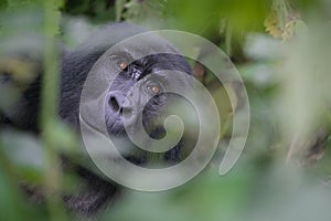 silverback Mountain Gorilla, Uganda