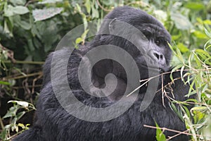 silverback Mountain Gorilla, Uganda