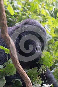 silverback Mountain Gorilla, Uganda