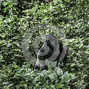 Silverback mountain gorilla in the Virunga National Park