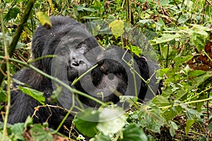Silverback Mountain Gorillas in Bwindi Impenetrable Forest National Park in Uganda