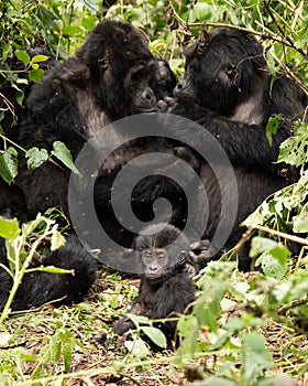Silverback Mountain Gorillas in Bwindi Impenetrable Forest National Park in Uganda