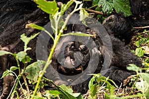 Silverback Mountain Gorillas in Bwindi Impenetrable Forest National Park in Uganda photo