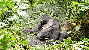 Silverback mountain lowland gorilla at Virunga National Park in DRC and Rwanda