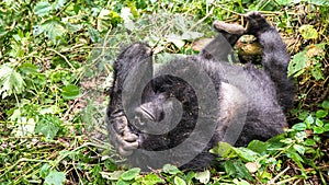 Silverback mountain lowland gorilla at Virunga National Park in DRC and Rwanda
