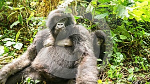 Silverback mountain lowland gorilla at Virunga National Park in DRC and Rwanda